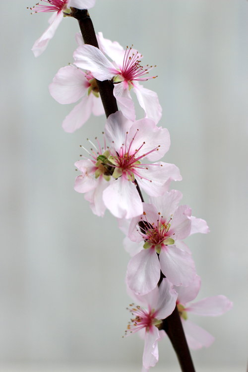 of spring and summer florets floral quote 100 shane connolly floral designer