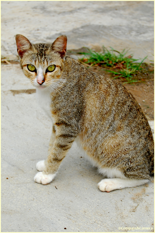 Cat from Tioman Island