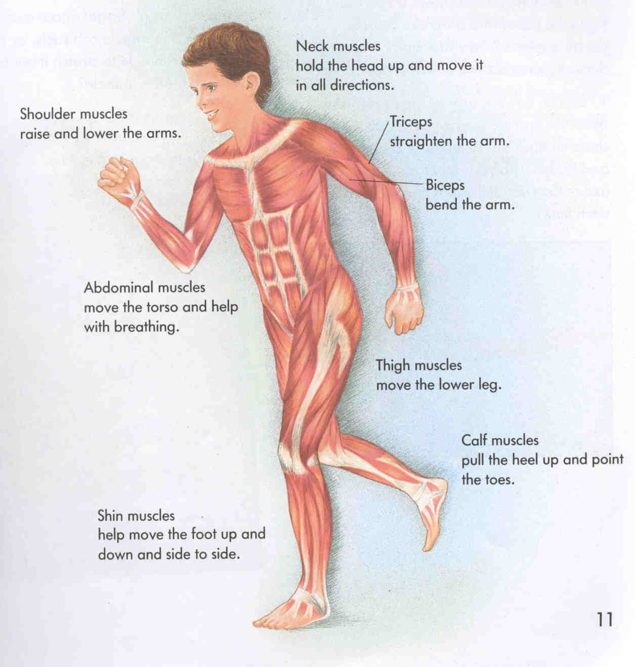 human-body-systems-and-their-organs-muscular-system