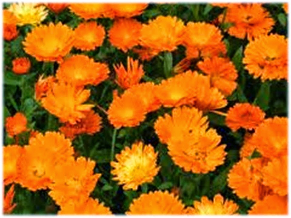 PLANTAS MÁGICAS: LA CALÉNDULA PLANTA MÁGICA Y MEDICINAL
