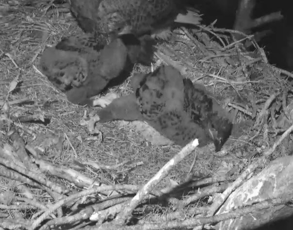 Eagles and Nature with chris7: Berry College Bald Eagle Nest, Bald