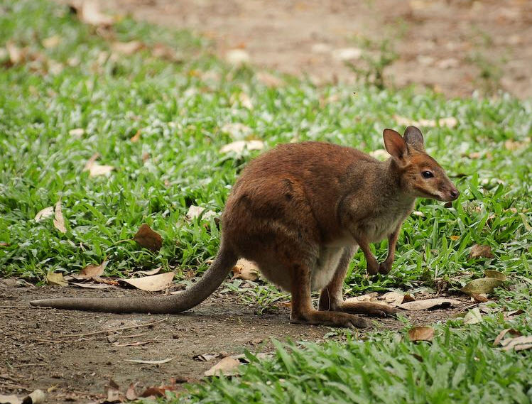 Pademelon The Biggest Animals Kingdom