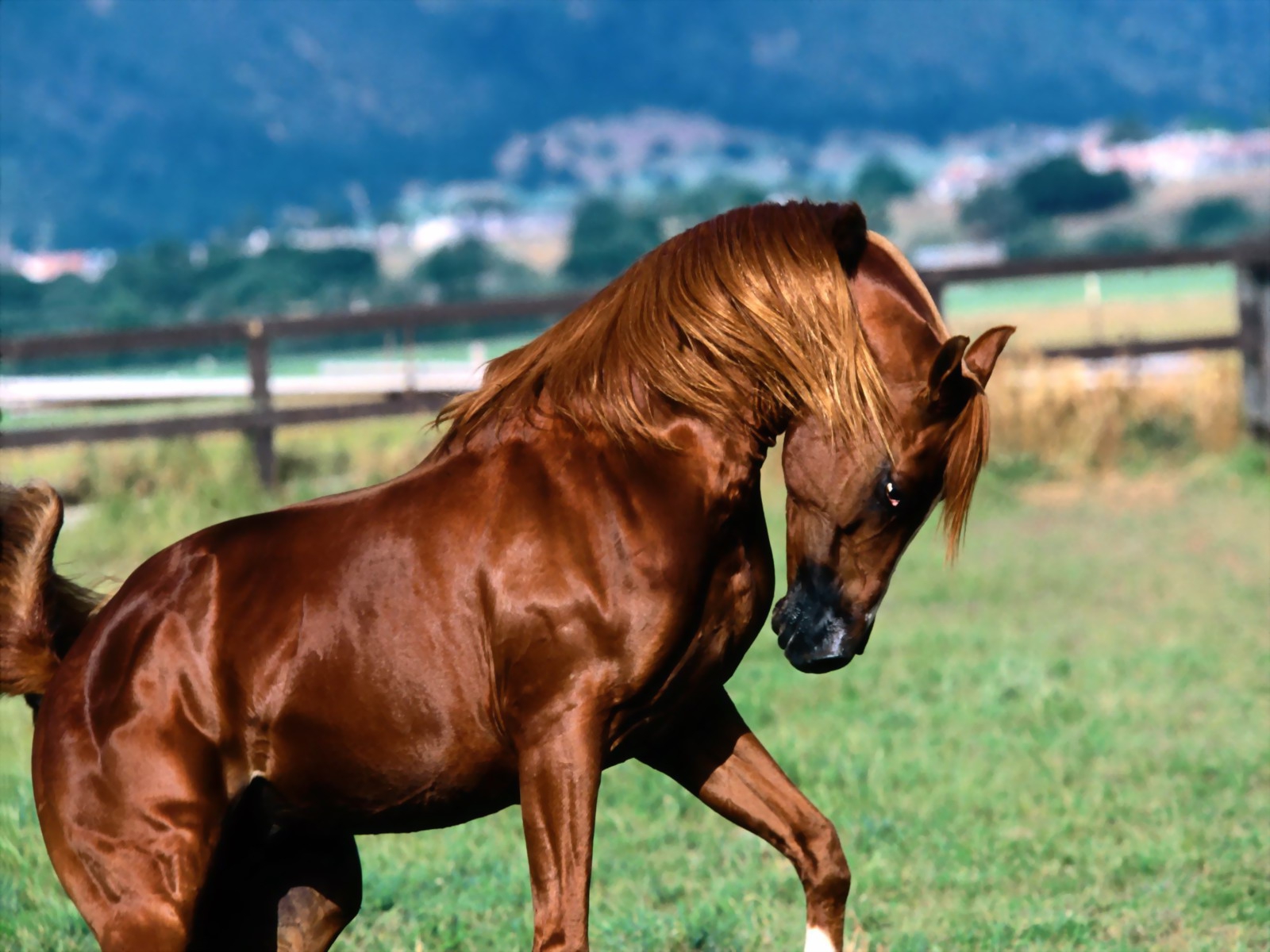 HD Wallpapers and Backgrounds of animals and pets: Foxes, Horses, Tiger, Dogs, Cats, Squirrels, Rabits and Others