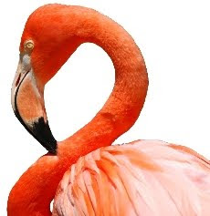 Flamingo Flamingo (Phoenicopterus ruber)