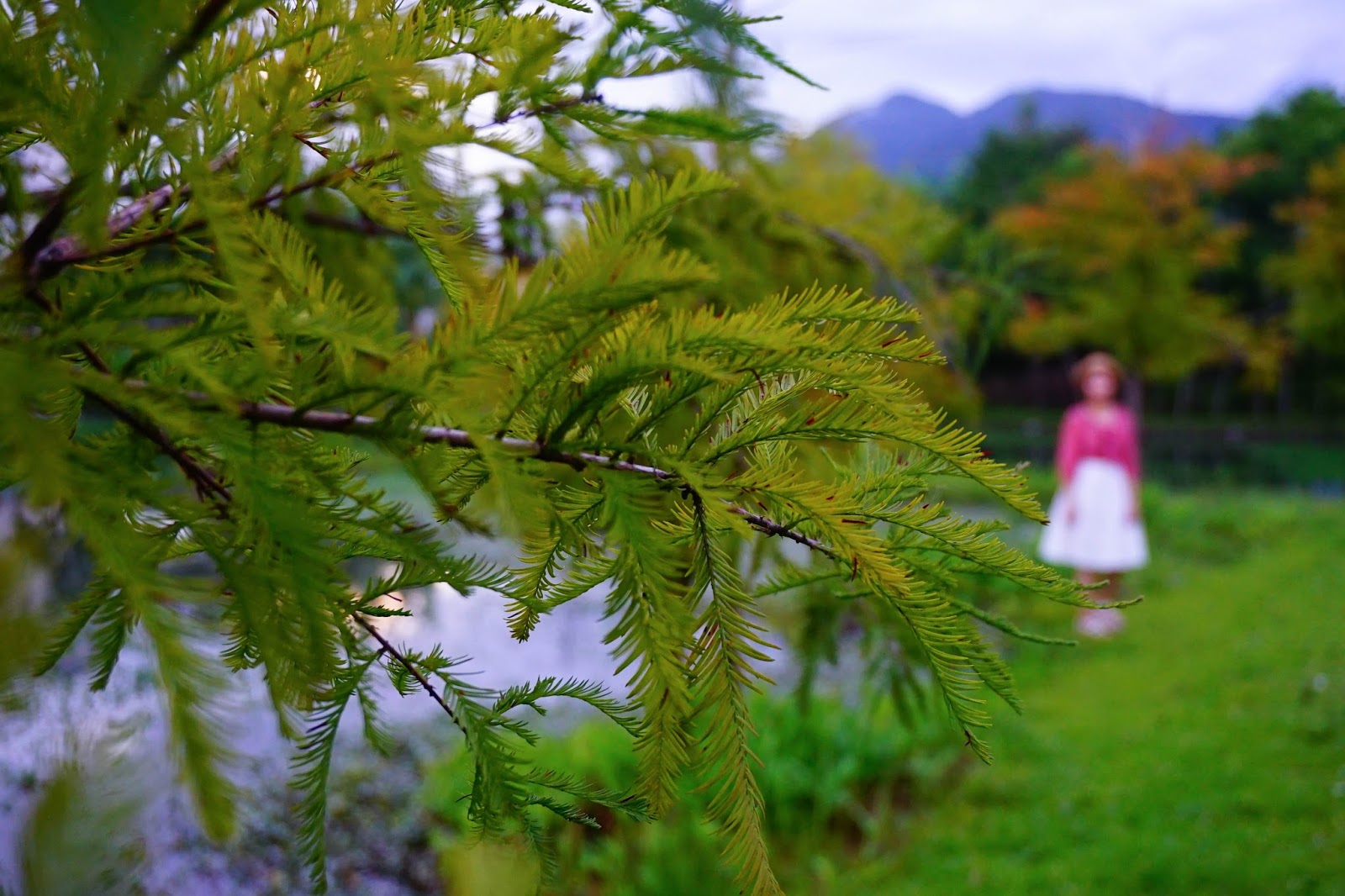 beautyanxiety.com-beautyanxiety.com-cultural-park-forest-DSC08888.jpg