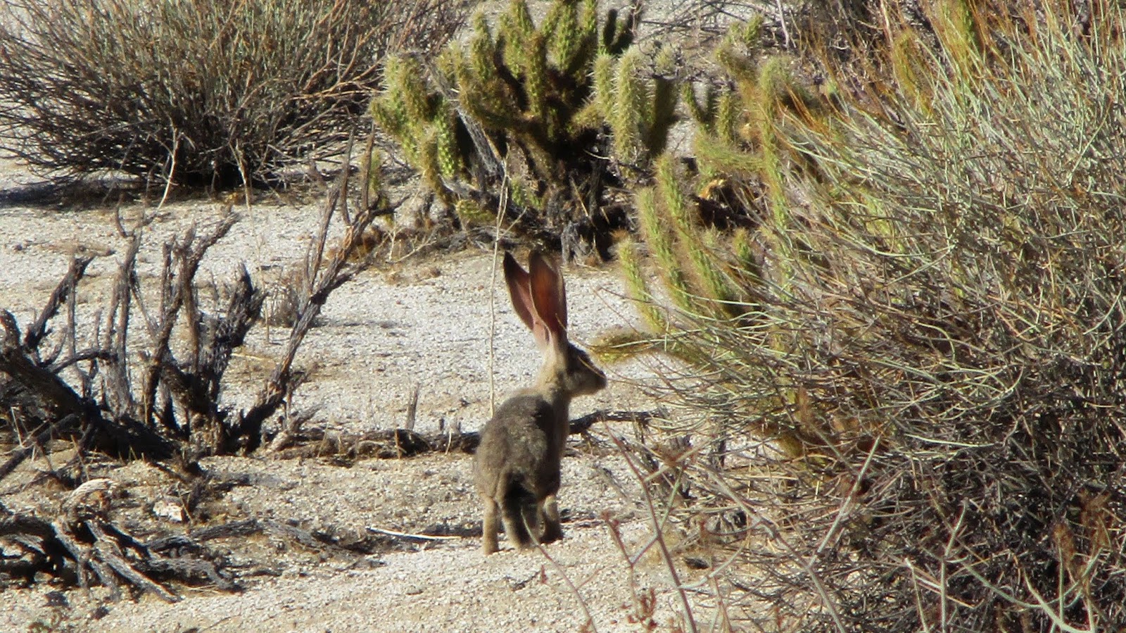 Bighorns eating a barrel cactus, and a jack rabbit