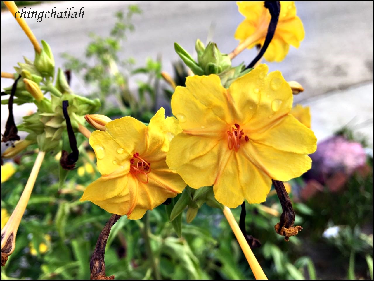 Night beauty mirabilis. Cultivation from seeds Night beauty mirabilis. Cultivation from seeds