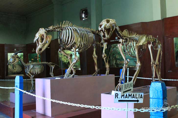 harimau sumatera museum zoologi bogor