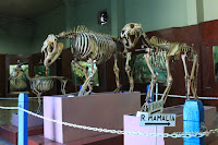 museum zoologi bogor