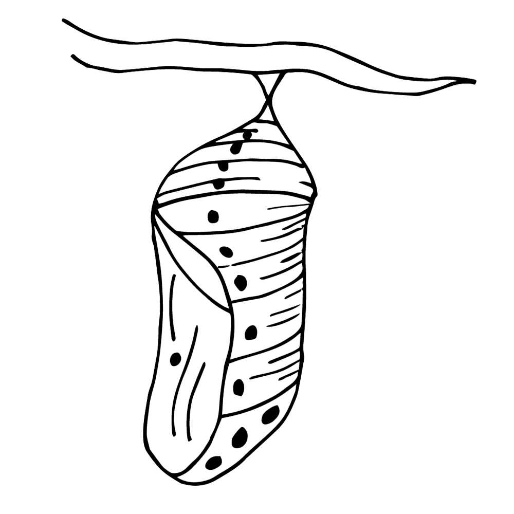 Pupa or cocoon Coloring Pages For Kids - Best Coloring Pages For Kids