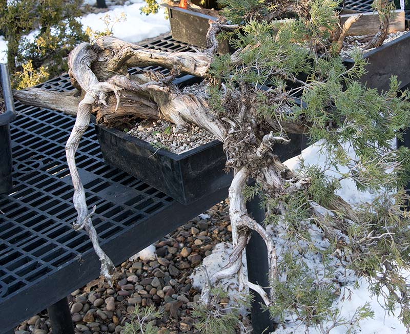 Walter Pall Bonsai Adventures visit to Nature's Way in Harrisburg