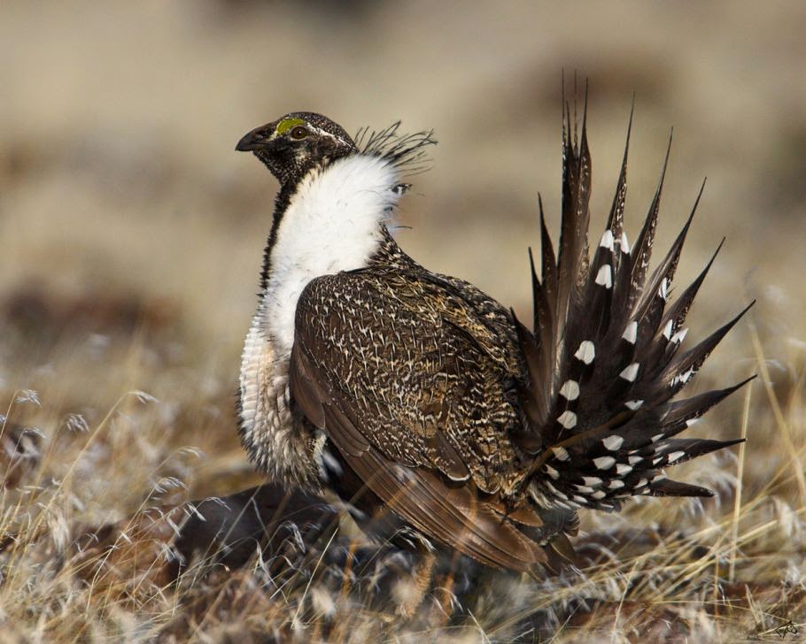 Pictures of Greater sage-grouse 