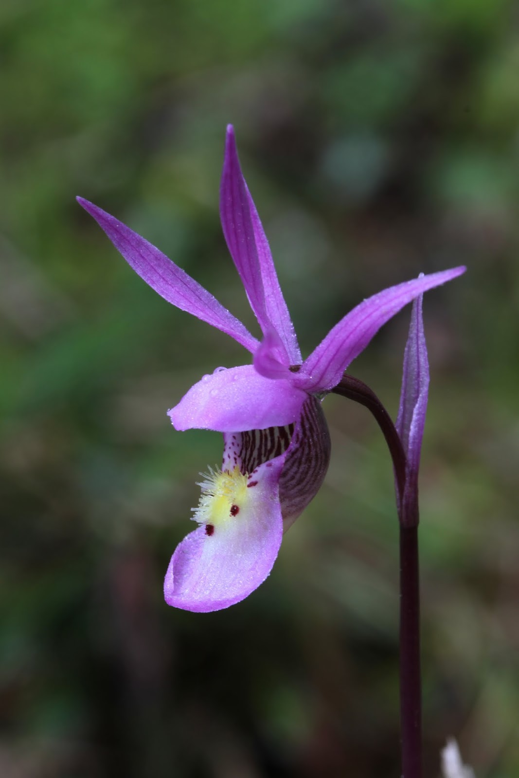 Native Orchids of the Pacific Northwest and the Canadian Rockies