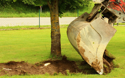 Trenching to sever grafted tree roots and prevent oak wilt disease from spreading