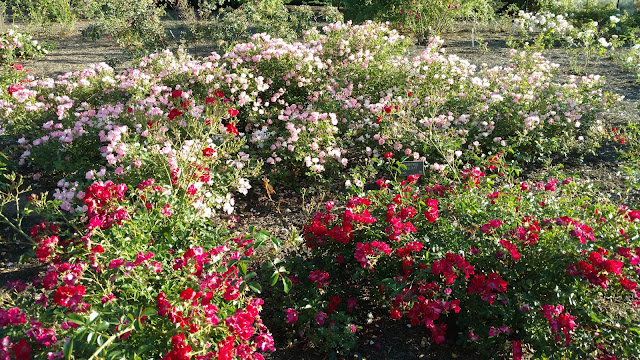 Сад Троянд Рудольфа В. Ван Дер Гута, Сомерсет, Нью-Джерсі (Rudolf W. van der Goot Rose Garden, Somerset, NJ)