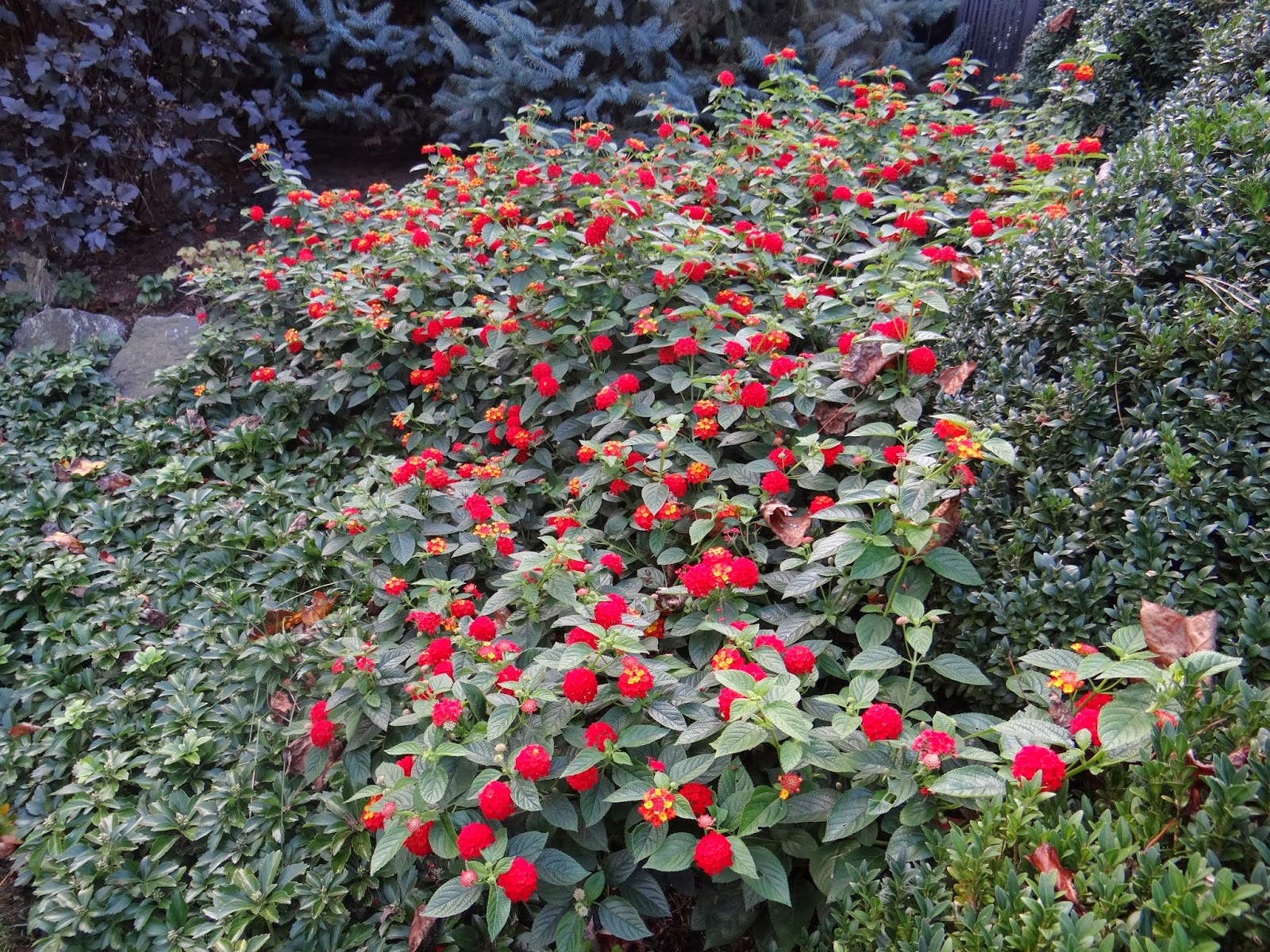 An October deer resistant Plant Tour short video