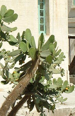 Prickly Pear