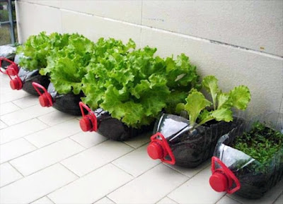 bertani sayur-mayur memanfaatkan botol bekas minyak bertani sayur-mayur memanfaatkan botol bekas minyak