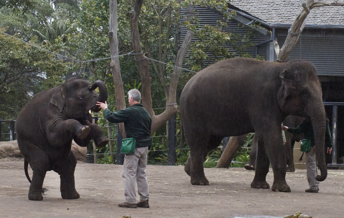 Ride Bikes, Not Elephants Sydney's Taronga Zoo