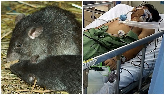 Ancaman Penyakit Tikus Kencing, yang Ternyata Penyebarannya Tak Hanya dari Tikus