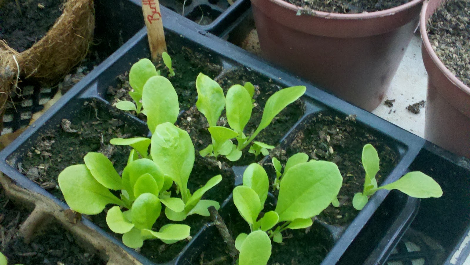 Jenn's Gardening Spot A Container Garden Journey...It's Seed GROW time with Renee's Garden!