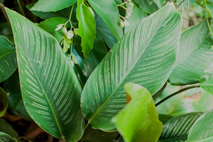 calethea striped calethea