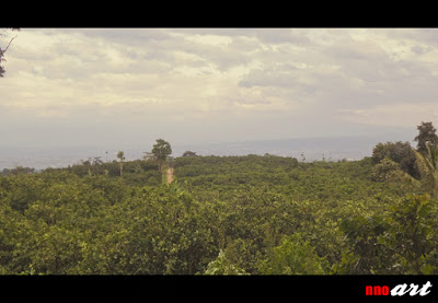 nnoart: Pemandangan Kebun Jeruk Selorejo - Dau - Malang Pemandangan yang bisa dilihat dari tempat wisata petik jeruk Selorejo, Dau, Malang ini bisa menyegarkan mata.