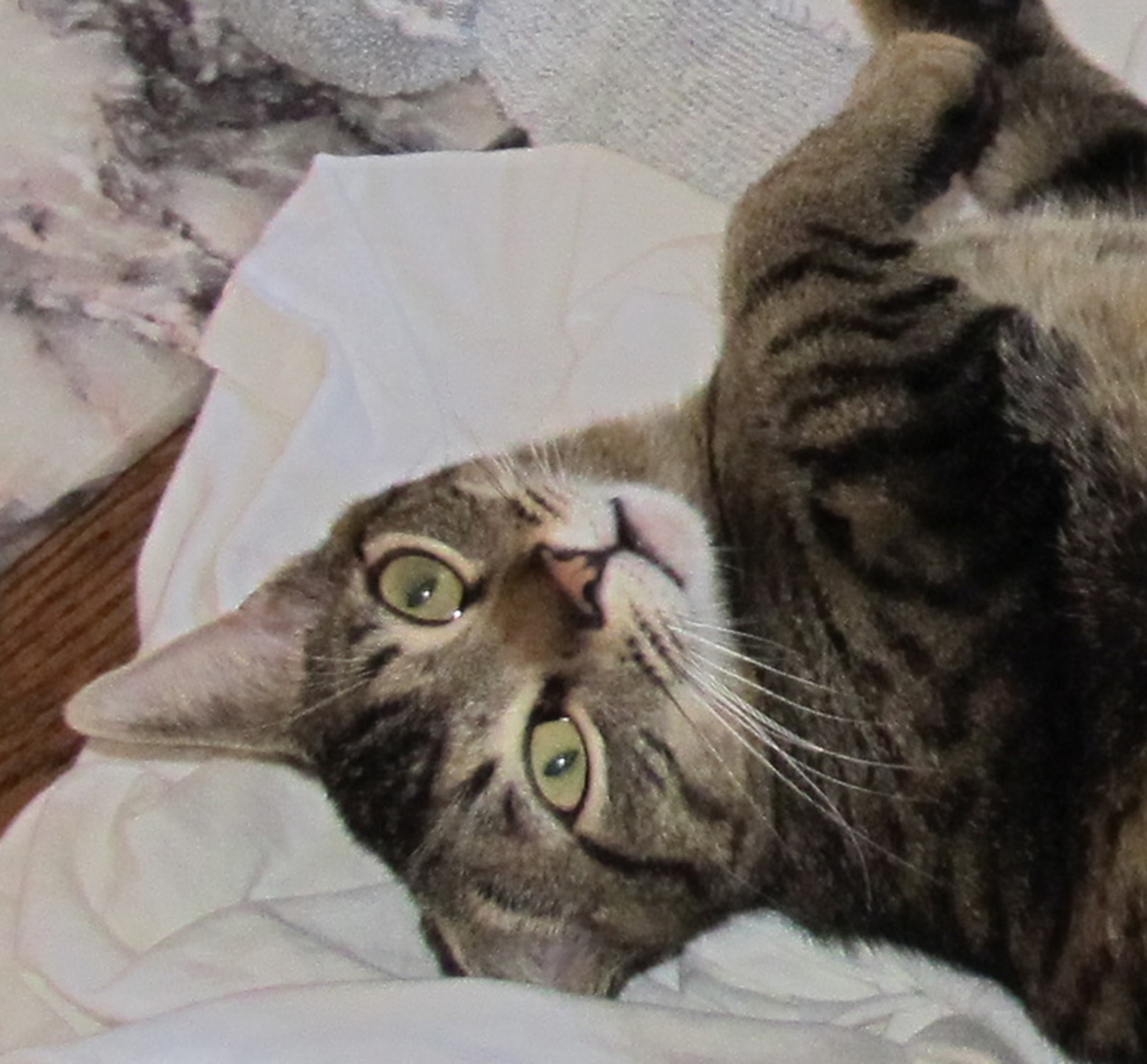 TRAVELS (and more) WITH CECILIA BRAINARD Cats Mystery Cat Hiding