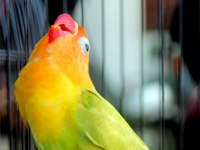 Settingan Lovebird PAUD/ BaLiBu Agar Rajin Ngekek Panjang Settingan Lovebird PAUD/ BaLiBu Agar Rajin Ngekek Panjang