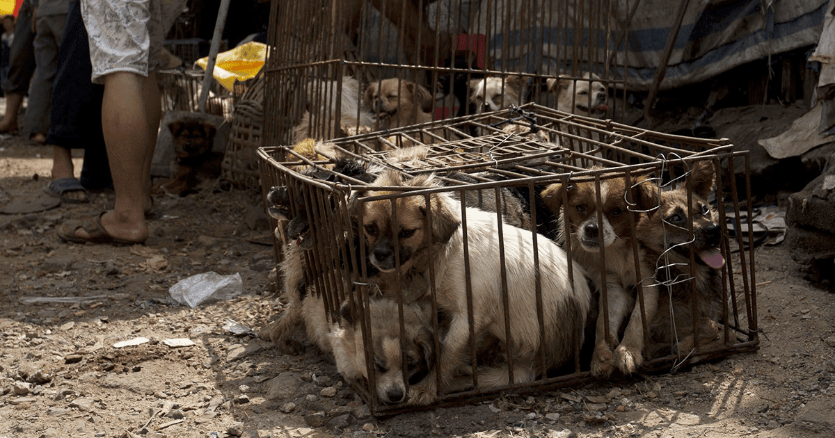 China Has Finally Banned Dog Meat From The Infamous Yulin Festival