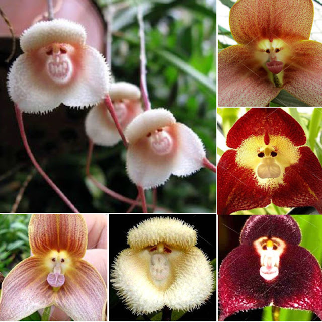 Monkey Faced Orchids