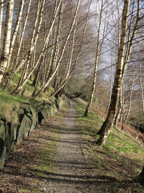 Path through Shroggs Park in Halifax. On side of hill with Silver Birch Trees.