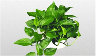 pokok duit-duit pokok duit-duit