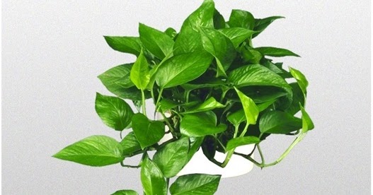 Tanaman Hias Daun Untuk Mempercantik Rumah - DESAIN RUMAH