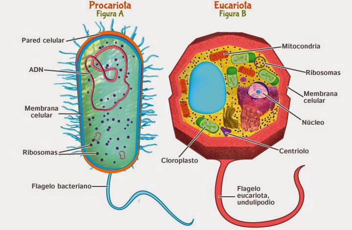 Células procarionte y eucarionte
