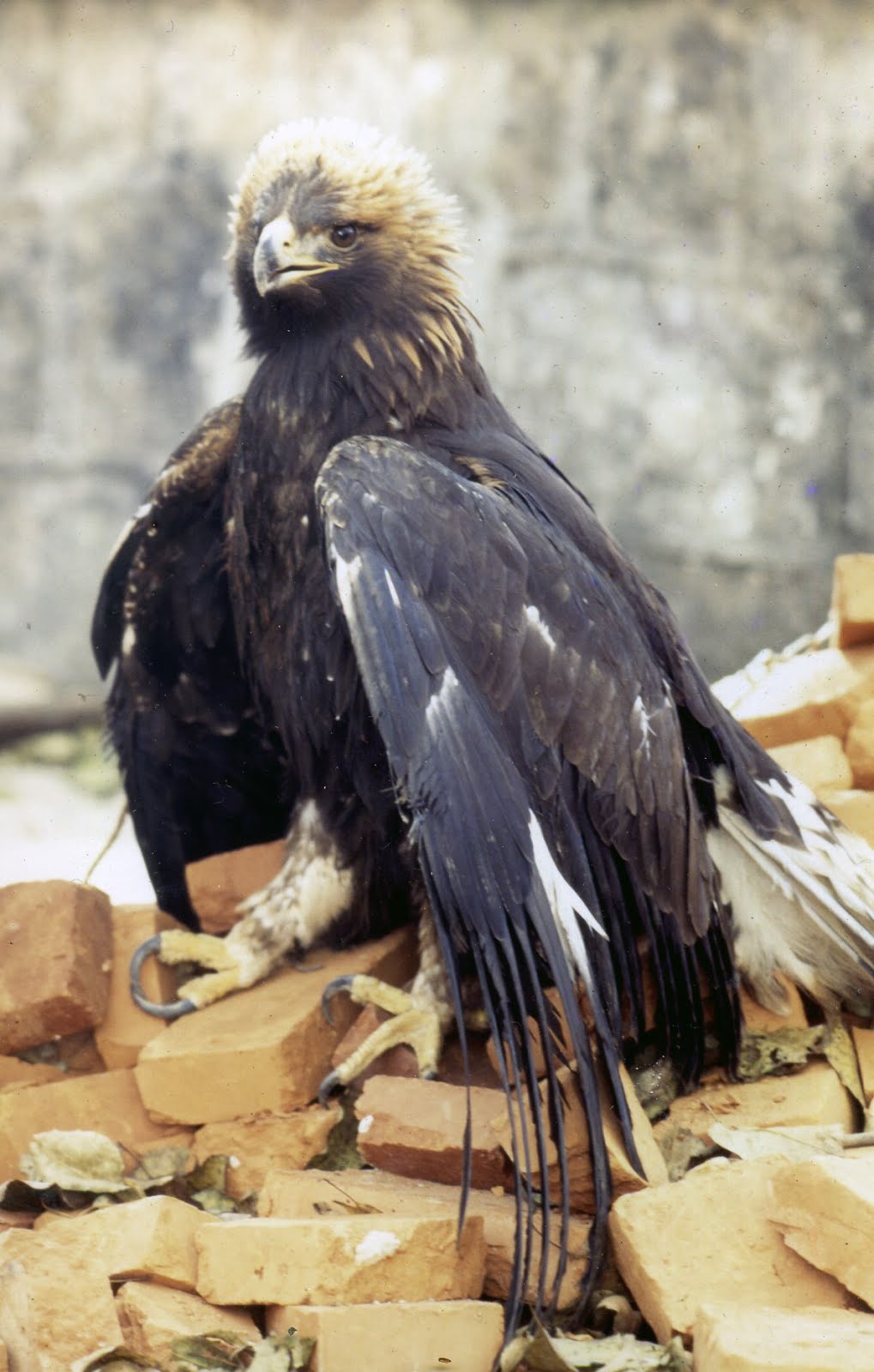 Black Eagle