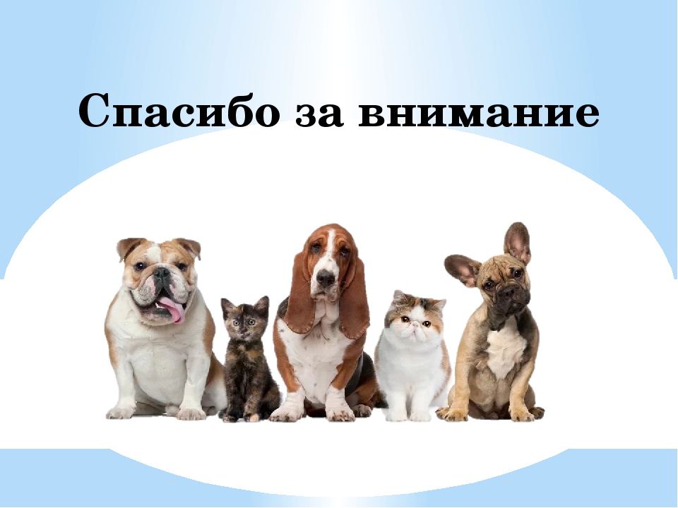 берегите братьев наших меньших. братья наши меньшие презентация. братья наши меньшие картинки. друзья наши меньшие. проект братья наши меньшие.