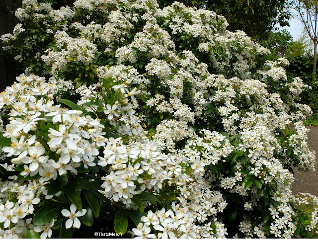 massif fleurs blanches Londres Dalston cour résidence