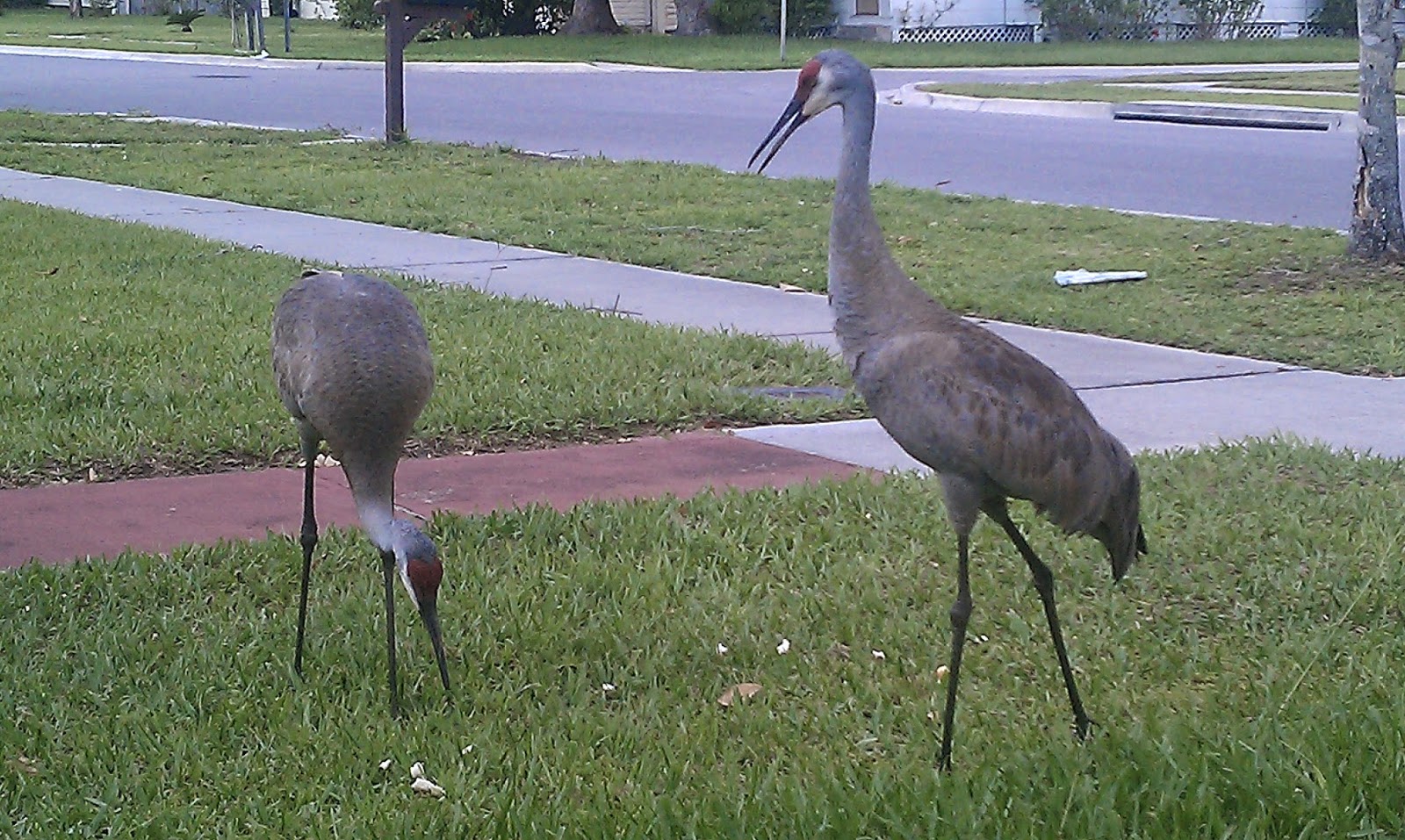 Watching the Sun Bake Florida's Urbanized Sandhill Cranes