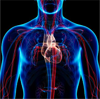 Anatomia Aplicada: Sistemas del cuerpo humano 2