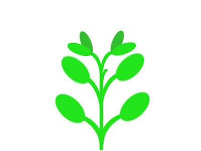 ハイグロフィラなどの対生の水草模式図(脇芽が生長)