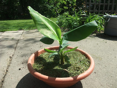 replant a banana tree, roots, spring
