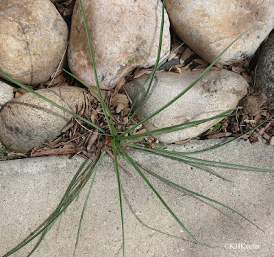 leaves, Tragopogon, salsify leaves, Tragopogon, salsify