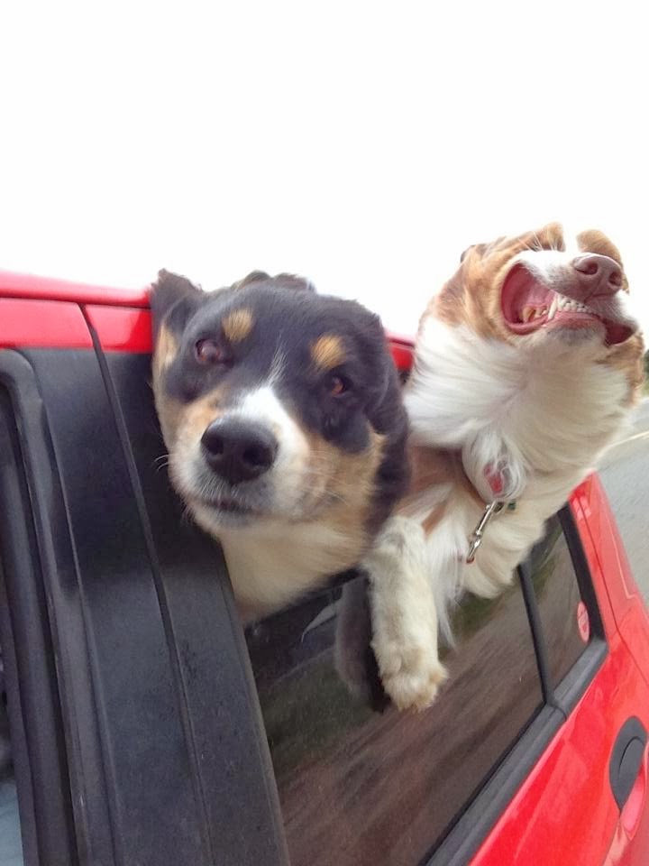 Cute dogs - part 11 (50 pics), two dogs stick their head out on car ride