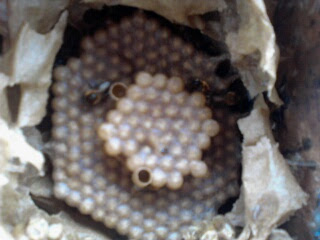 Imagem de ninho da  abelha Jandaira