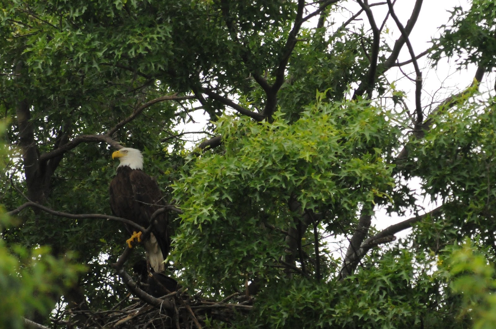 Wildlife photography Fort Hunt Bald Eagles Nest