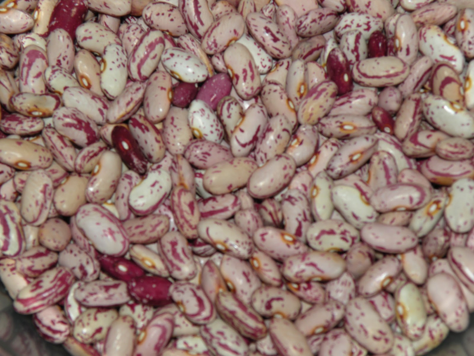 Harleysville Homestead Dried Beans