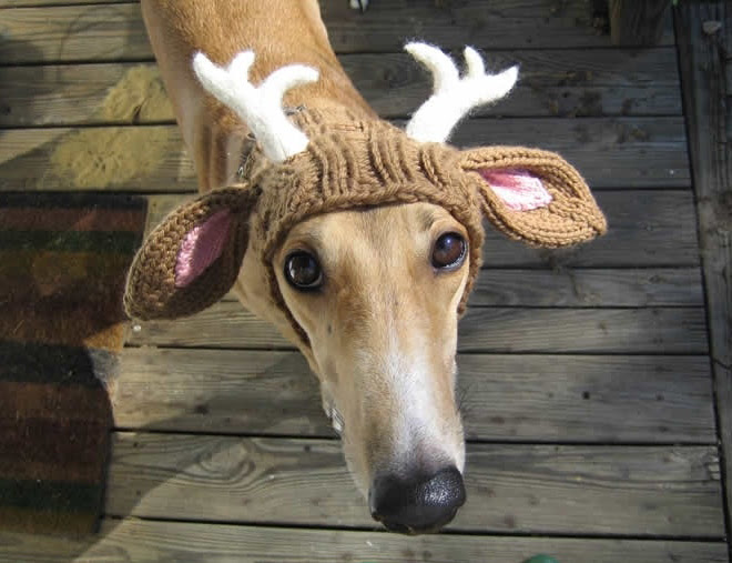 Photo : 飼い主はジングルベルなサンタの気分にひたれるイヌ用の帽子