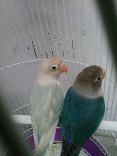 Cara Mengetahui Lovebird Berjodoh Cara Mengetahui Lovebird Berjodoh