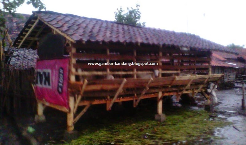 Desain Kandang Kambing Etawa dari Bambu dan Kayu